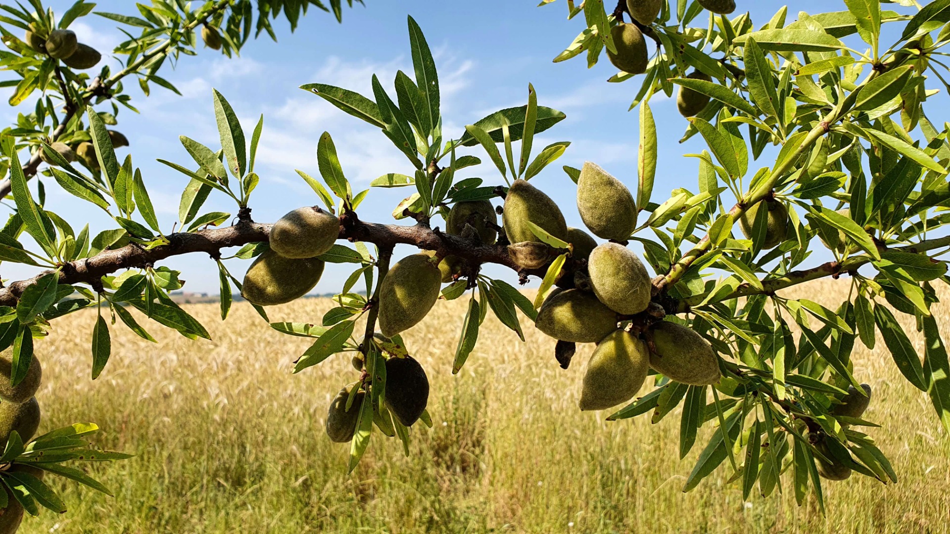 Almond orchards